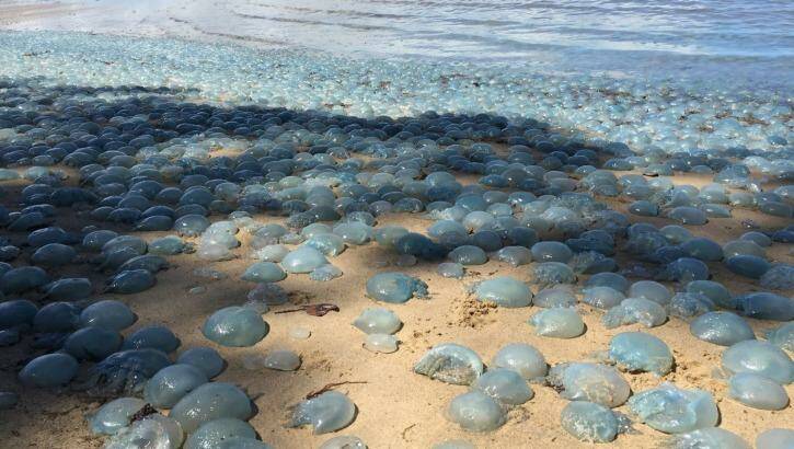 Photographs show hundreds of jellyfish stranded at Deception Bay, north of Brisbane. Photo: Charlotte Lawson