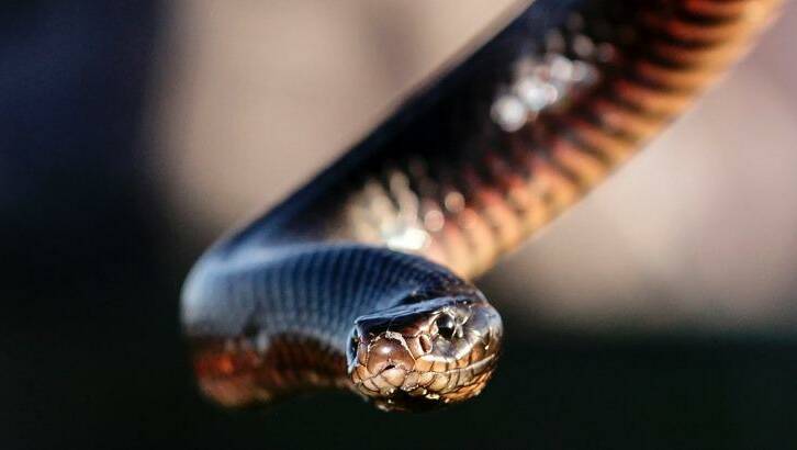 Brisbane snake catcher believes snakes can do good despite ...