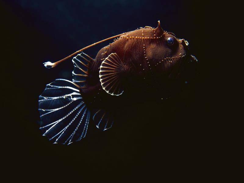 Genetic adaptations allow some deep-sea fish to see colour in near-darkness.