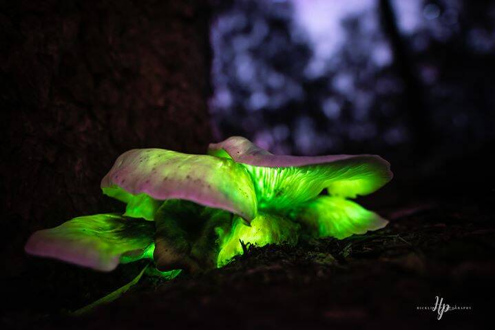 UNIQUE: Photographer Kurtis Hicking captures ghost mushrooms, or omphalotus nidiformis, in Mount Pilot National Park. Picture: KURTIS HICKLING 