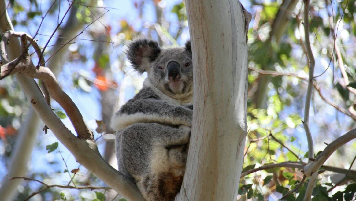 ORMISTON: The mother koala living in a tree at Wellington Street, Ormiston, where developer Fiteni is going to build houses
