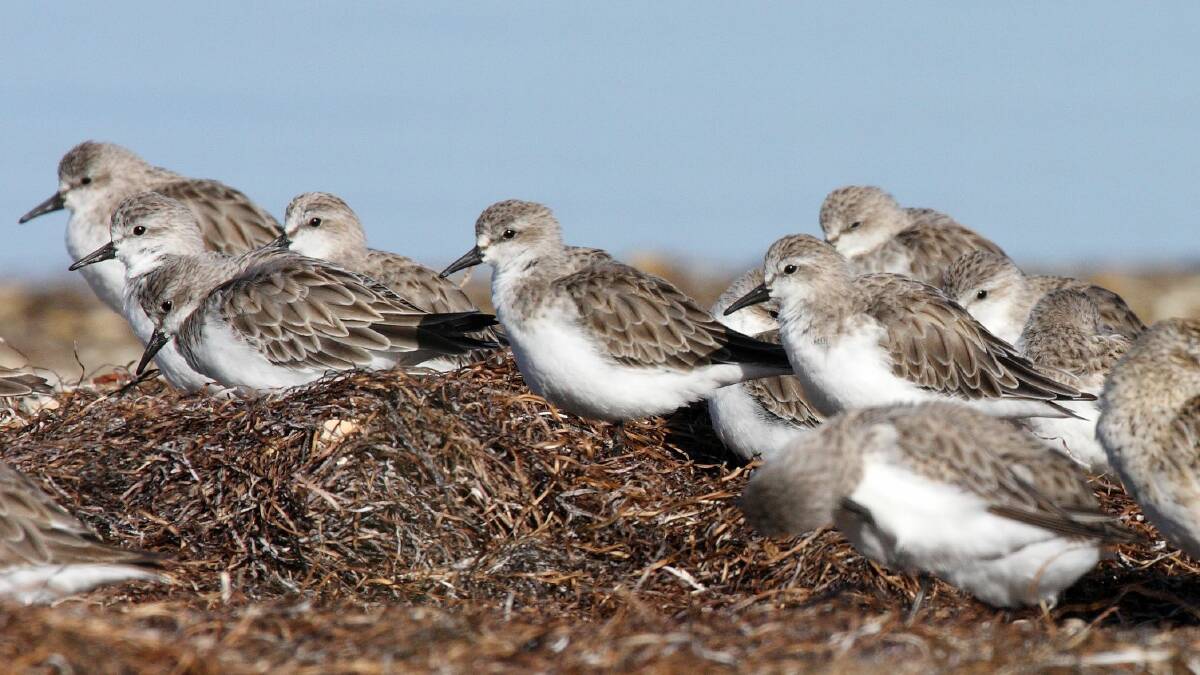 Redlands good for bird's eye view of migrating flocks 