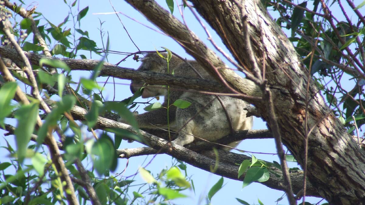 A koala in a tree at the cam site at Amity Point. Campers are asked to be aware of the island's wildlife. Photo: Judith Kerr  