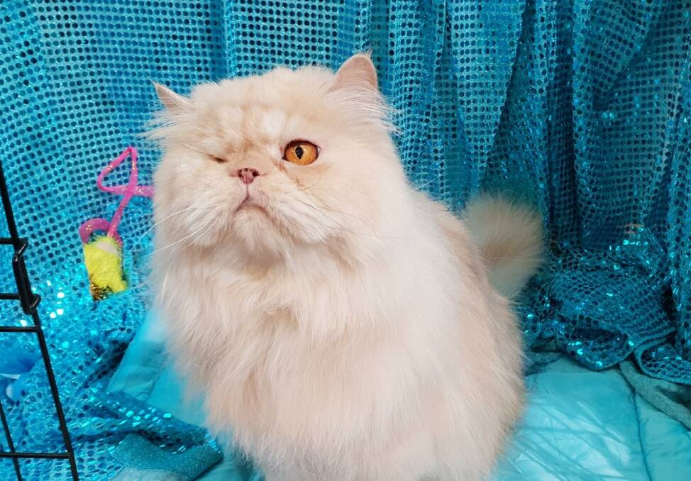 KITTY: Marble the one-eyed Persian at the 2018 CCCA National Cat Show at Logan Metro Sports Centre.

