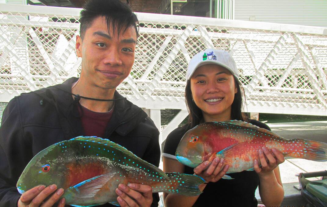 CATCHES: Quan and Kim Tran with a feed of Venus tuskfish caught onboard Frenzy Charters.