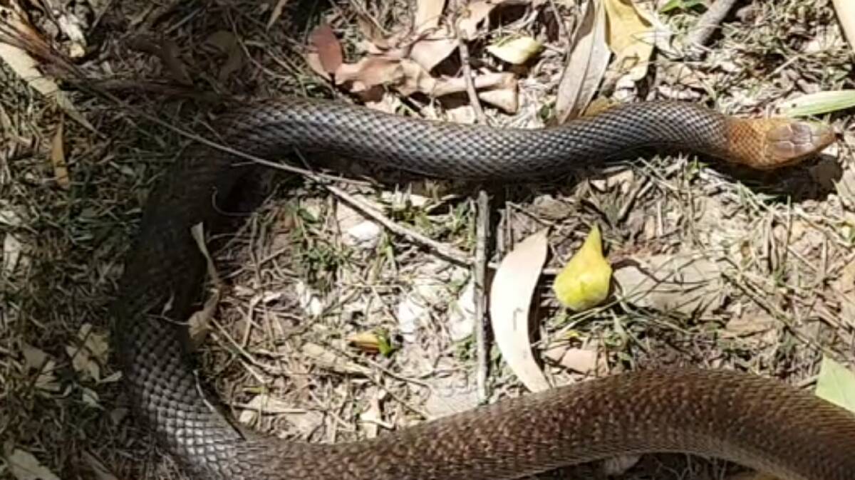 Deadly: The brown snake spotted in Maddison Oakes and her family's home on Saturday.