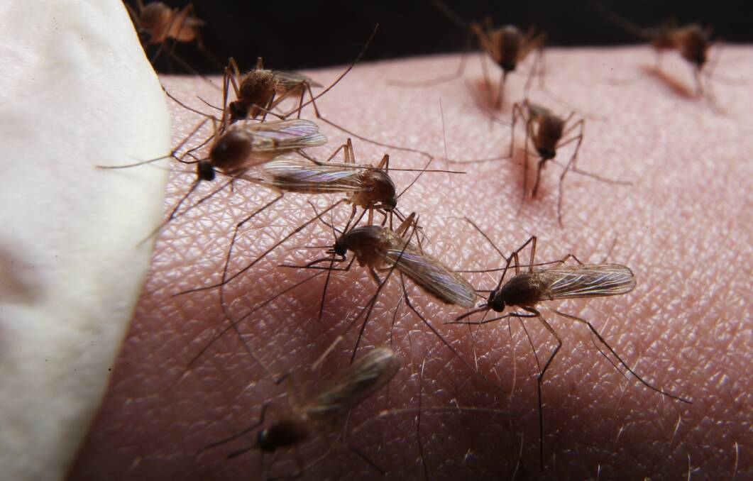 Battle: Redland City Council could use drones in the battle against mosquitoes.