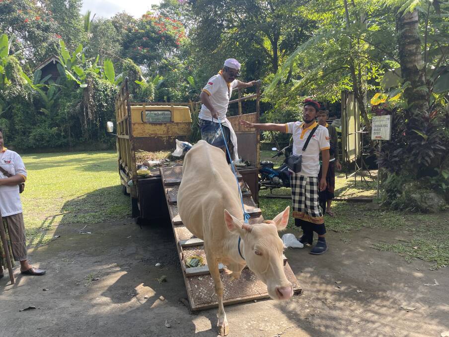 Albino or white cattle are unloaded at Taro Village in Bali. Picture: Donna Page 