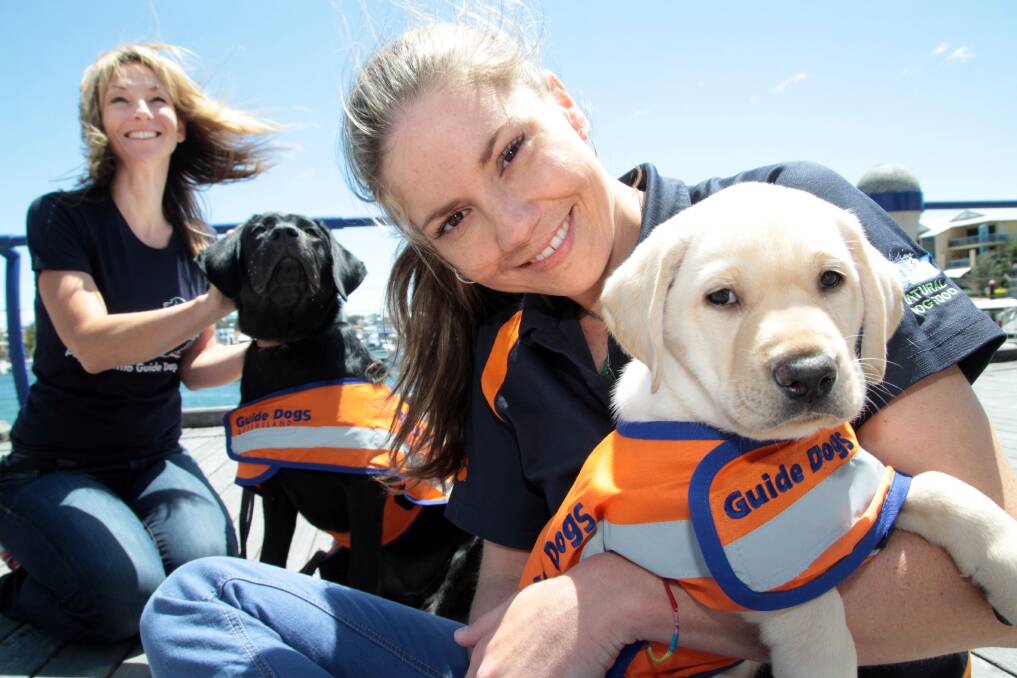 Guide Dogs Queensland are calling on 40 families to become Guide Dog carers after a spring influx of 40 puppies. Cleveland Guide Dog puppy carer Lisa Cocksedge, her dog Merlo and senior breeding attendant Renee Nalder are encouraging Redland families to volunteer. Photo by Chris McCormack