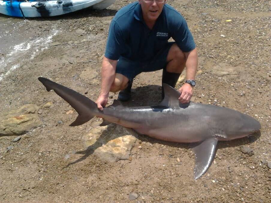 David Fry with the bull shark he caught at Thorneside on Thursday.