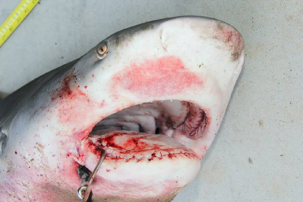 The bull shark caught at Thorneside on Thursday.