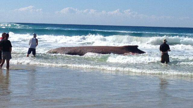 Scientists measure the dead humpback whale which washed up at Main Beach, North Stradbroke Island on Tuesday. Photo: Anna Morgan