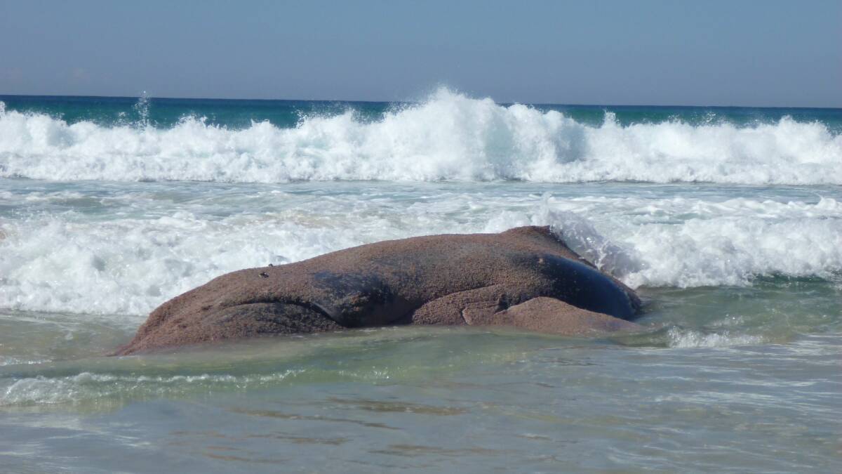 Surf washes over the whale carcass which was buried on the island on Thursday. Photo: Ned Van Dyck