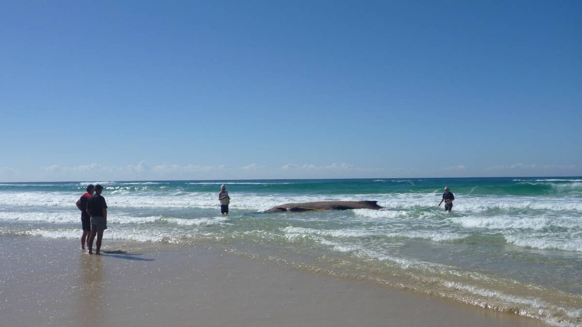 The dead humpback whale that washed up on Straddie on Thursday. Photo: Ned Van Dyck