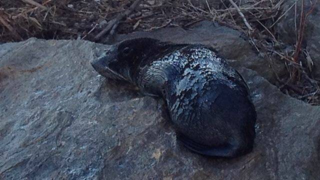 A seal basks in the sun at Adder Rock, Stradbroke Island, which has been inundated with rubbish over the past three weeks.