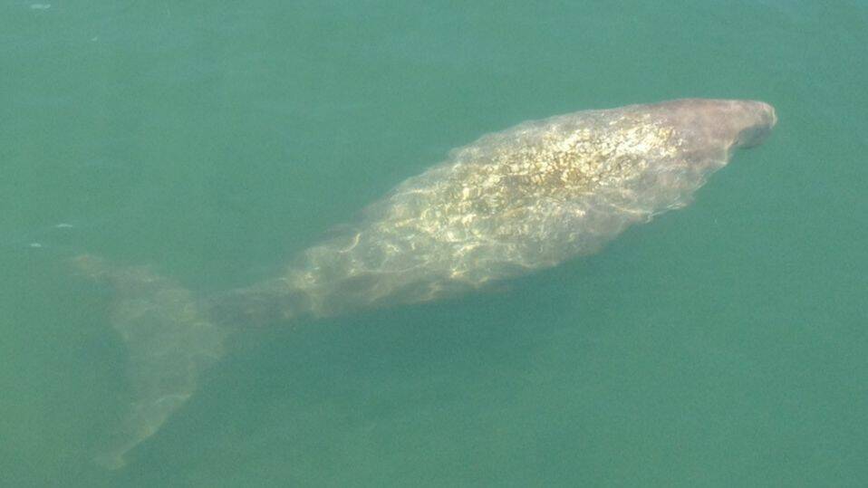 Straddie mum Anna Morgan snapped this picture of a 3m dugong grazing on seagrass in Deanbilla Bay on Sunday. 