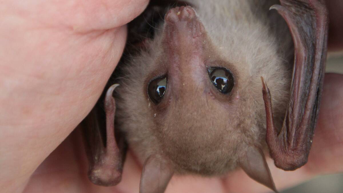 This rare eastern blossom bat.  Photo by Chris McCormack