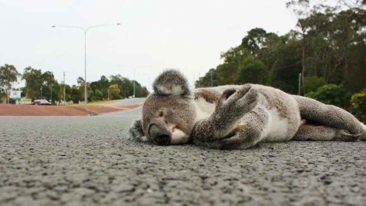 The dead male koala on the road side at Redland Bay Road, Capalaba, last weekend. Photo: Redland City Council