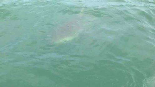 VIDEO: Shark off Wellington Point 