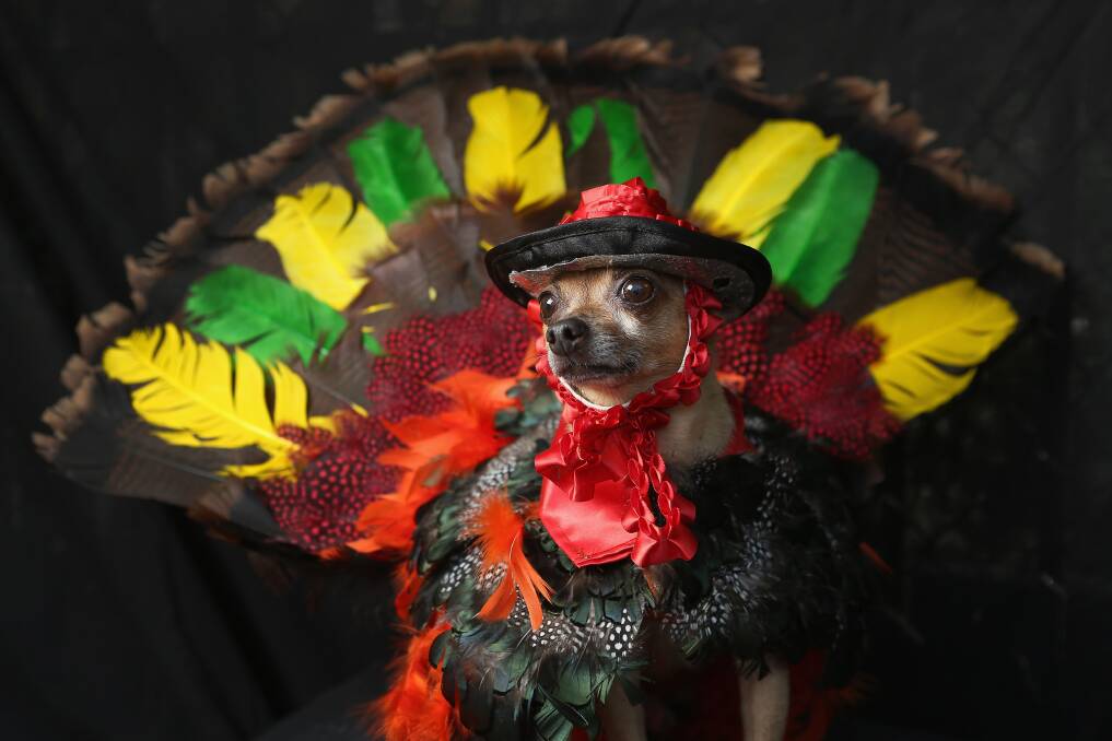 Eli, a Chihuahua, poses as a Thanksgiving turkey at the Tompkins Square Halloween Dog Parade on October 20, 2012 in New York City. Photo by John Moore/Getty Images