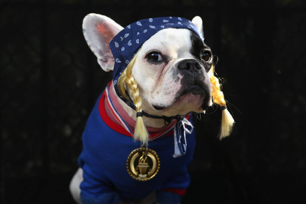 French Bulldog Lula poses as the Olympic Team USA at the Tompkins Square Halloween Dog Parade on October 20, 2012 in New York City. Photo by John Moore/Getty Images