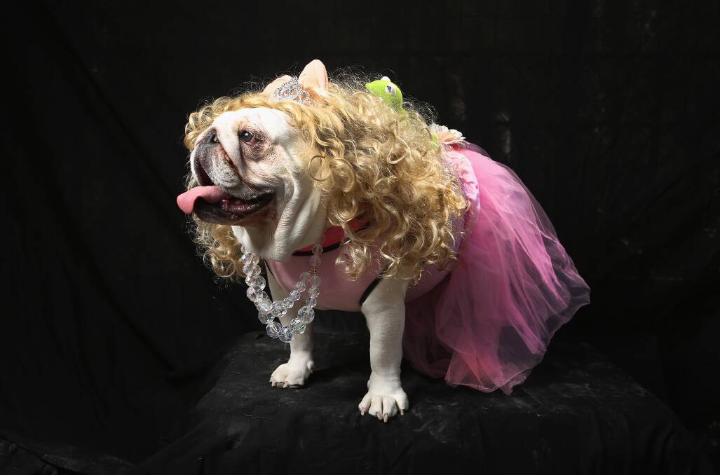 Bulldog Bella poses as Miss Piggy at the Tompkins Square Halloween Dog Parade on October 20, 2012 in New York City. Photo by John Moore/Getty Images