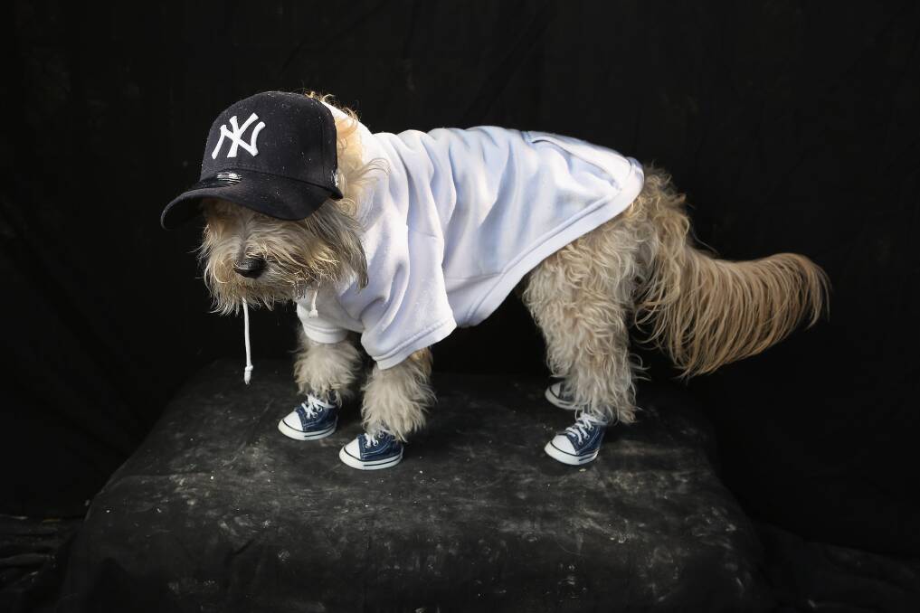 Maltipoo Shaggy poses as a Yankees fan at the Tompkins Square Halloween Dog Parade on October 20, 2012 in New York City. Photo by John Moore/Getty Images