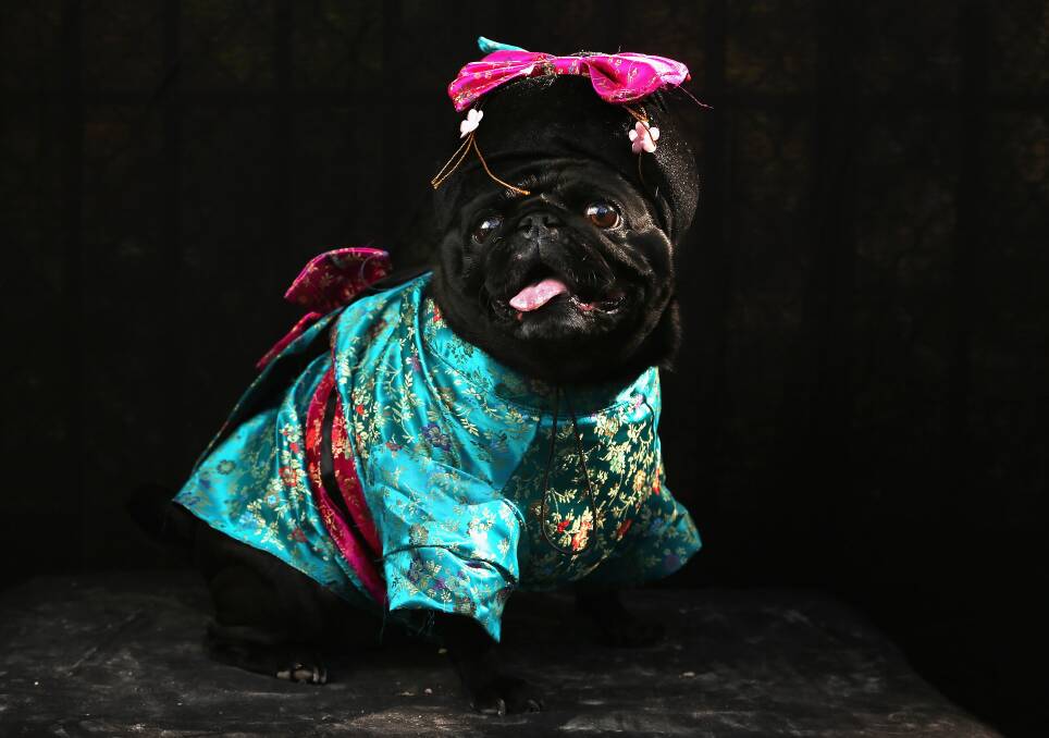 Penny, a Pug, poses as a Geisha at the Tompkins Square Halloween Dog Parade on October 20, 2012 in New York City. Photo by John Moore/Getty Images