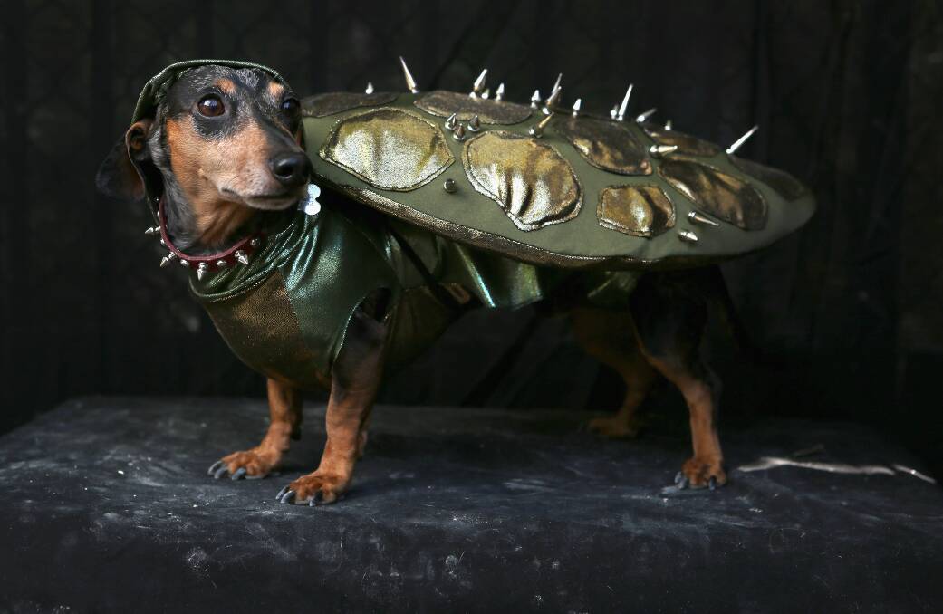 Pepper, a Dachshund, poses as a turtle at the Tompkins Square Halloween Dog Parade on October 20, 2012 in New York City. Photo by John Moore/Getty Images