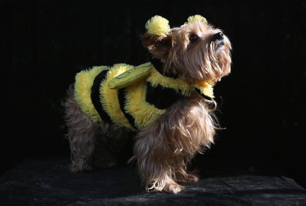 Daisy, a Yorkie, poses as a bumble bee at the Tompkins Square Halloween Dog Parade on October 20, 2012 in New York City. Photo by John Moore/Getty Images