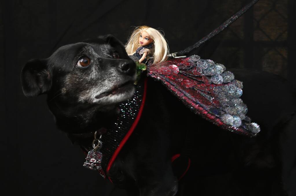 Rescued dog Tiki poses carrying a Barbie at the Tompkins Square Halloween Dog Parade on October 20, 2012 in New York City. Photo by John Moore/Getty Images