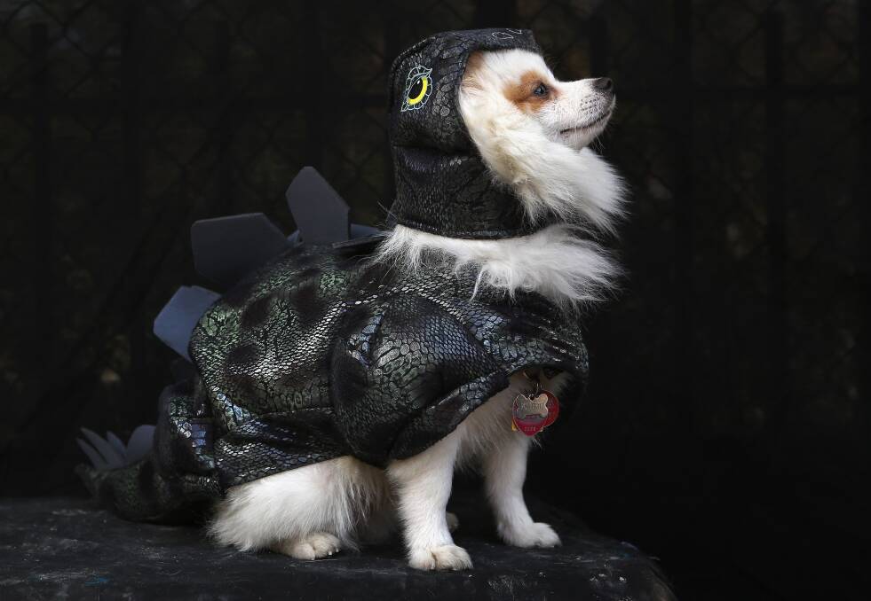 Pomeraniian Fritz poses as a dragon at the Tompkins Square Halloween Dog Parade on October 20, 2012 in New York City. Photo by John Moore/Getty Images