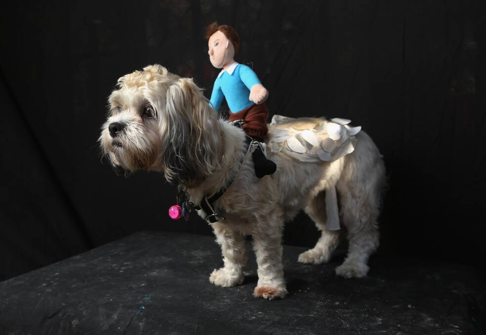 Frida, a Shih Tsu Poo, poses as Falcor, the magical flying dog-like dragon that transports the main character in 'The Neverending Story' at the Tompkins Square Halloween Dog Parade on October 20, 2012 in New York City. Photo by John Moore/Getty Images