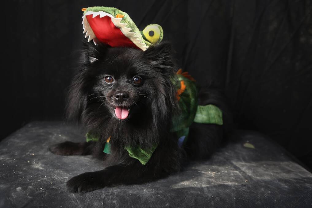 Preston, a Pomeranian, poses as a dragon at the Tompkins Square Halloween Dog Parade on October 20, 2012 in New York City. Photo by John Moore/Getty Images
