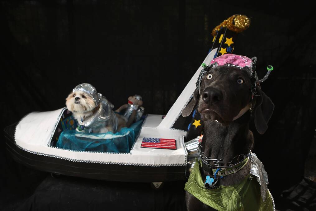 Weimeraner Zeus and Pachino, a shih tzu, pose with their space ship at the Tompkins Square Halloween Dog Parade on October 20, 2012 in New York City. Photo by John Moore/Getty Images