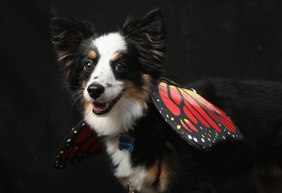 Astor, a mini Aussie, poses as a butterfly at the Tompkins Square Halloween Dog Parade on October 20, 2012 in New York City. Photo by John Moore/Getty Images