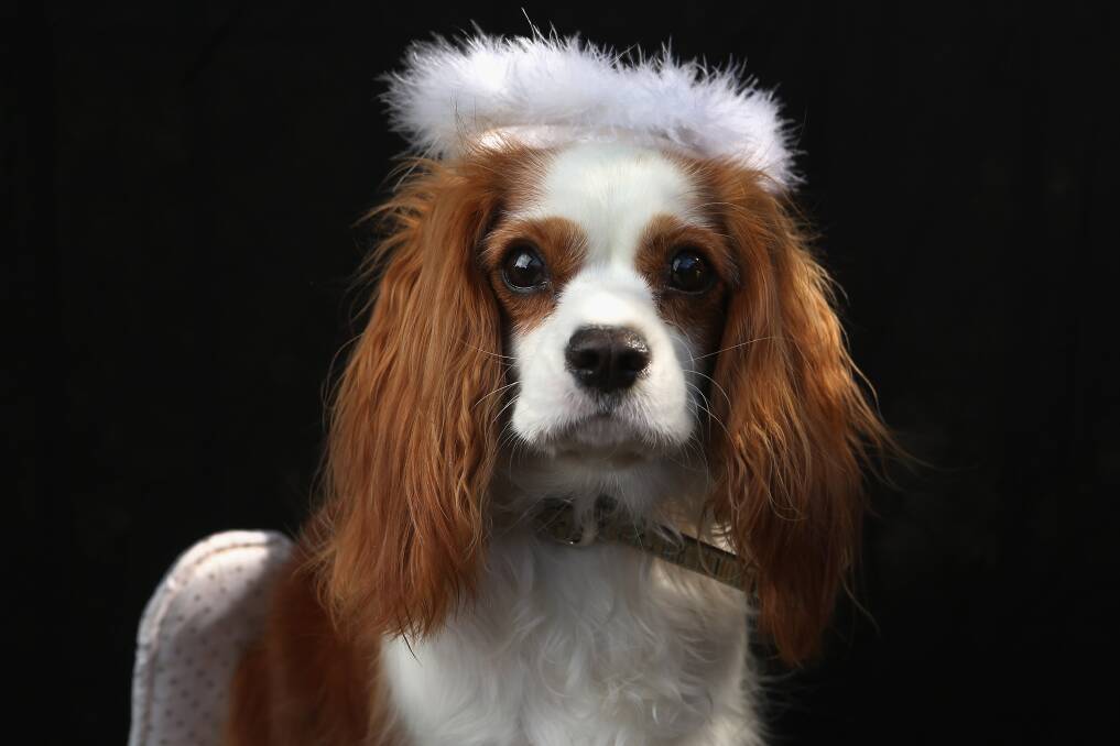 King Charles Spaniel Daisy poses as an angel at the Tompkins Square Halloween Dog Parade on October 20, 2012 in New York City. Photo by John Moore/Getty Images
